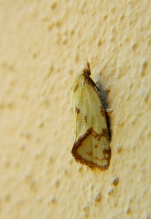 Agapeta hamana?